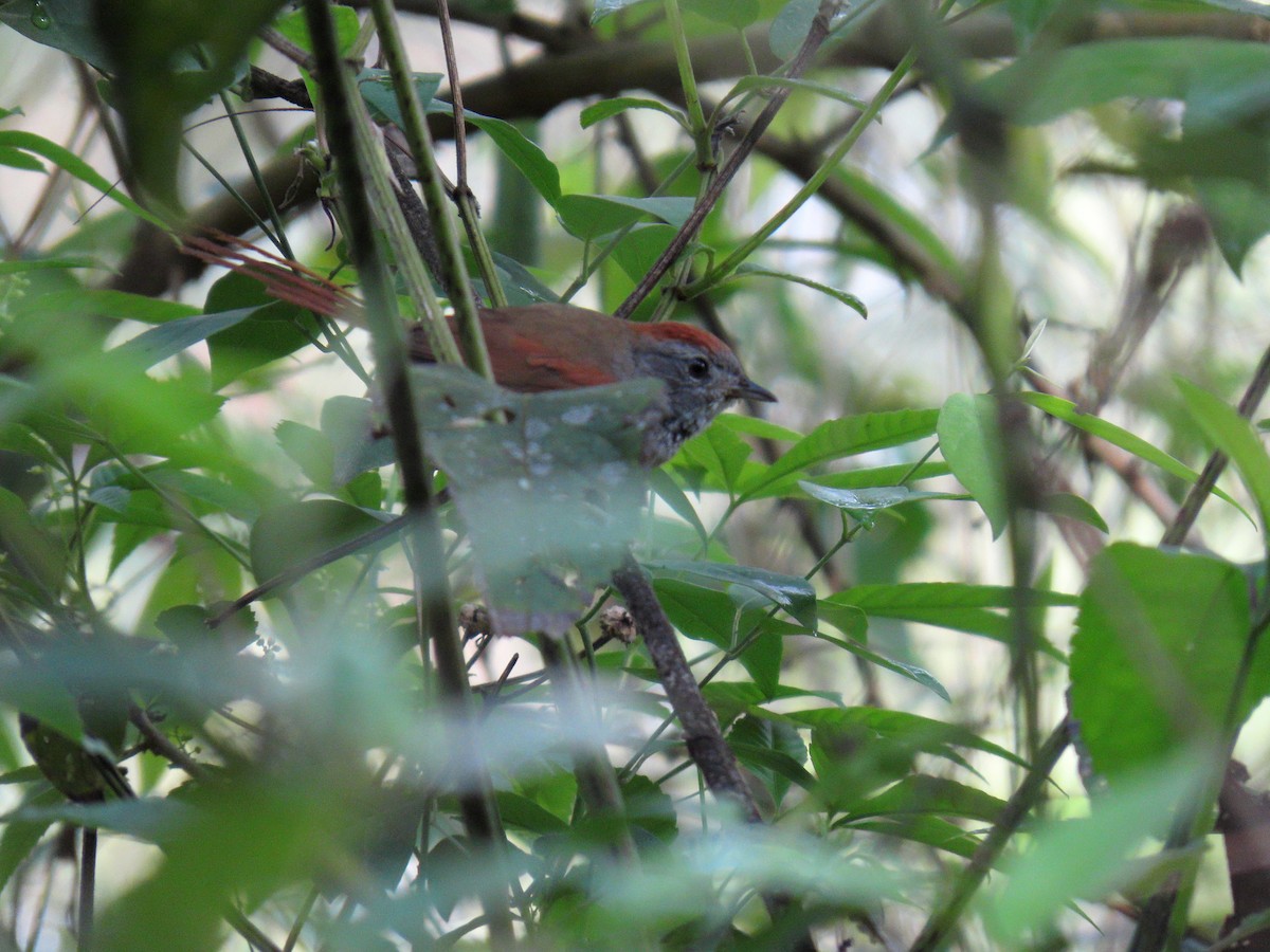 ハイビタイカマドドリ - ML644717022