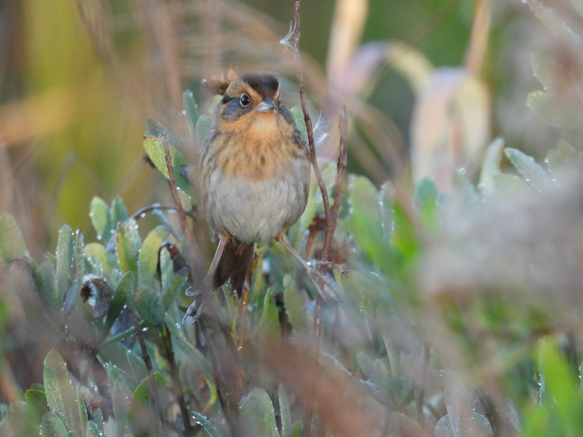 Nelson's Sparrow - ML644717023