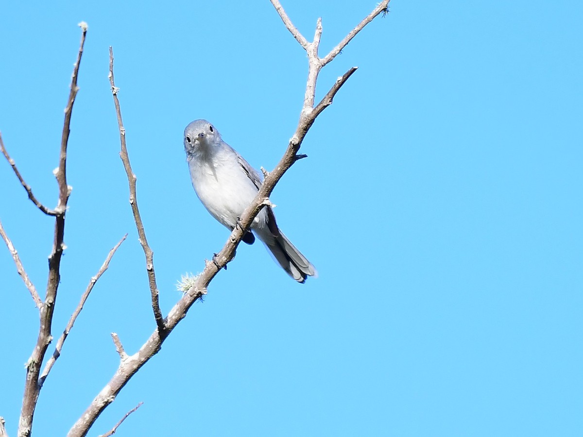 Голубая комароловка - ML644717026