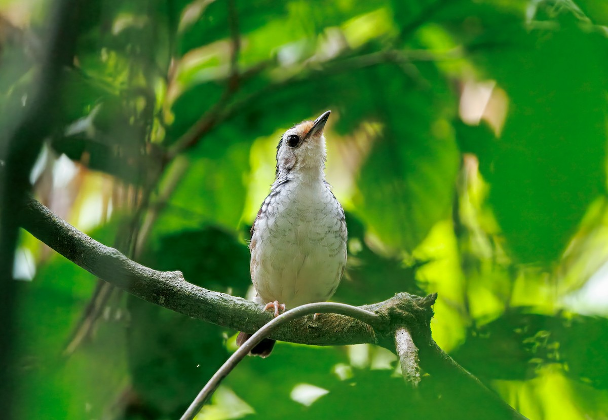 Striped Wren-Babbler - ML644717027
