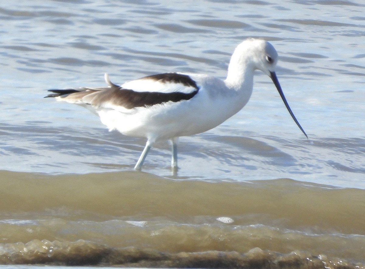 American Avocet - ML644717044