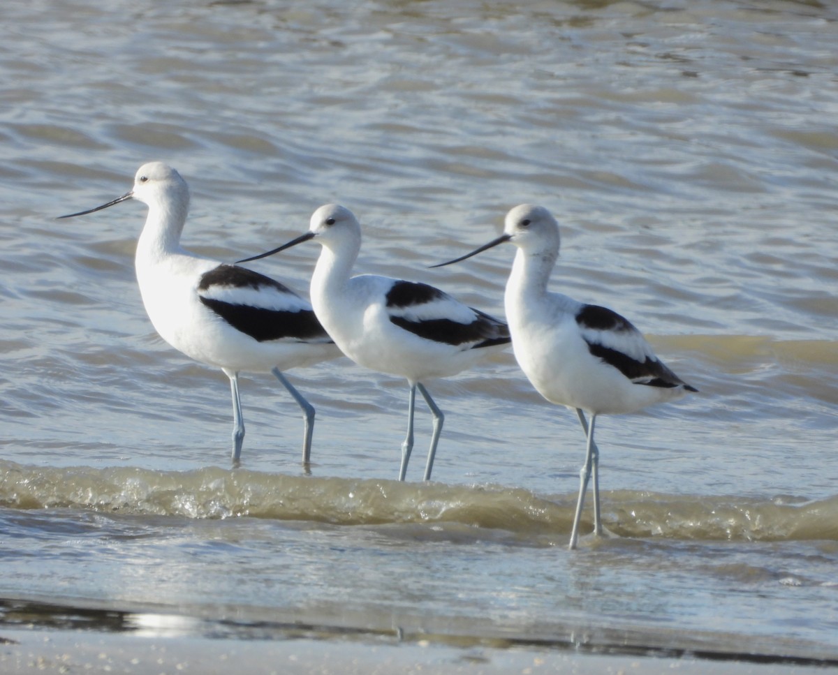 American Avocet - ML644717045