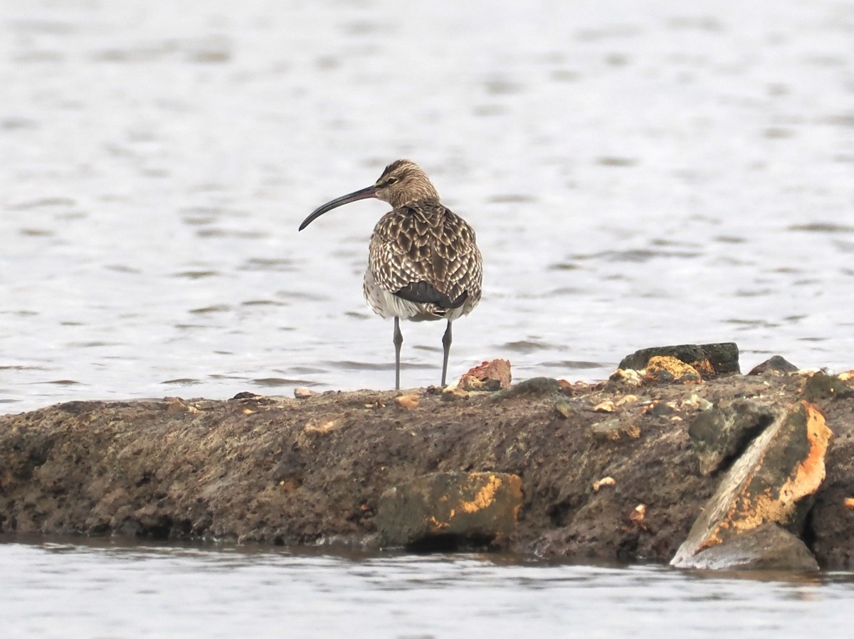 Eurasian Whimbrel - ML644717056