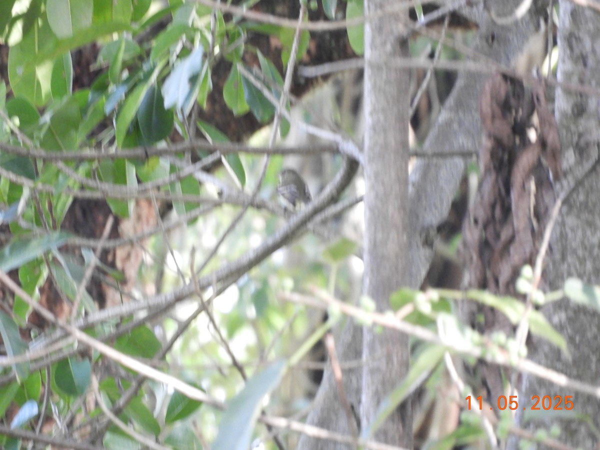 Mosquero Ventriamarillo - ML644717080