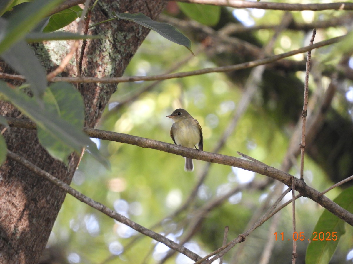 Mosquero Ventriamarillo - ML644717081