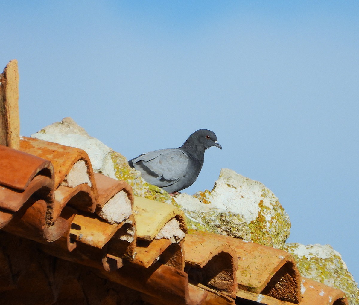 Kaya Güvercini (evcil tip) - ML644717083