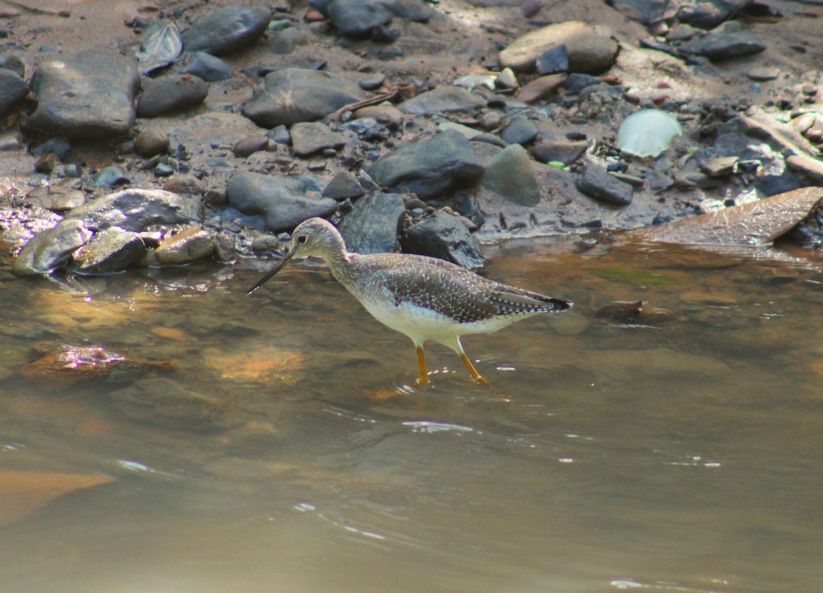 Tüpfelgelbschenkel - ML644717084