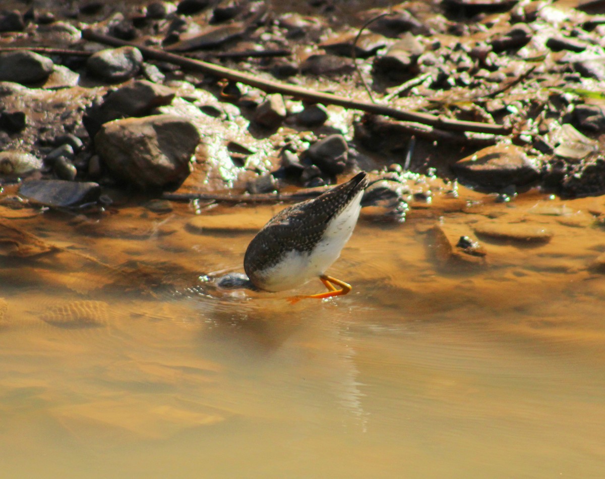 Tüpfelgelbschenkel - ML644717085