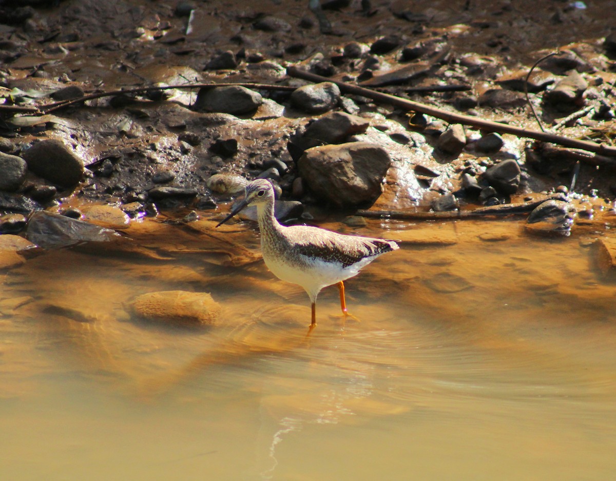 Tüpfelgelbschenkel - ML644717087