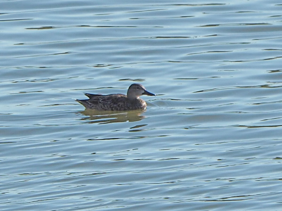 Blue-winged Teal - ML644717089
