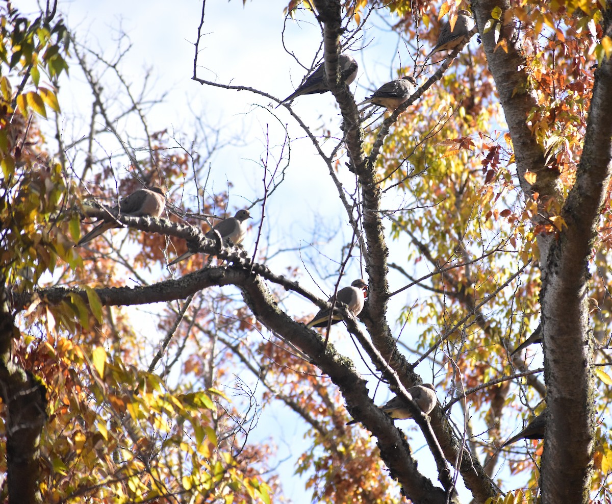 Mourning Dove - ML644717106