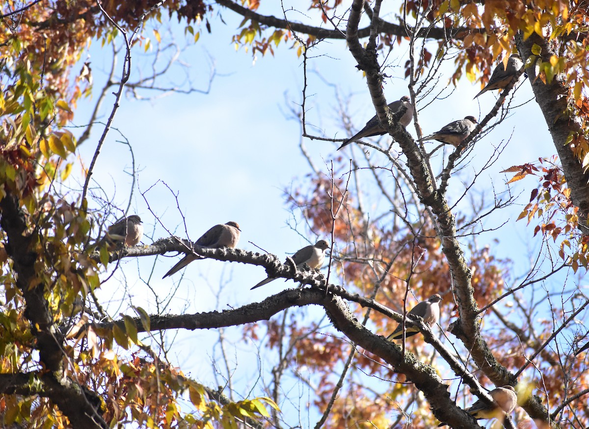 Mourning Dove - ML644717123