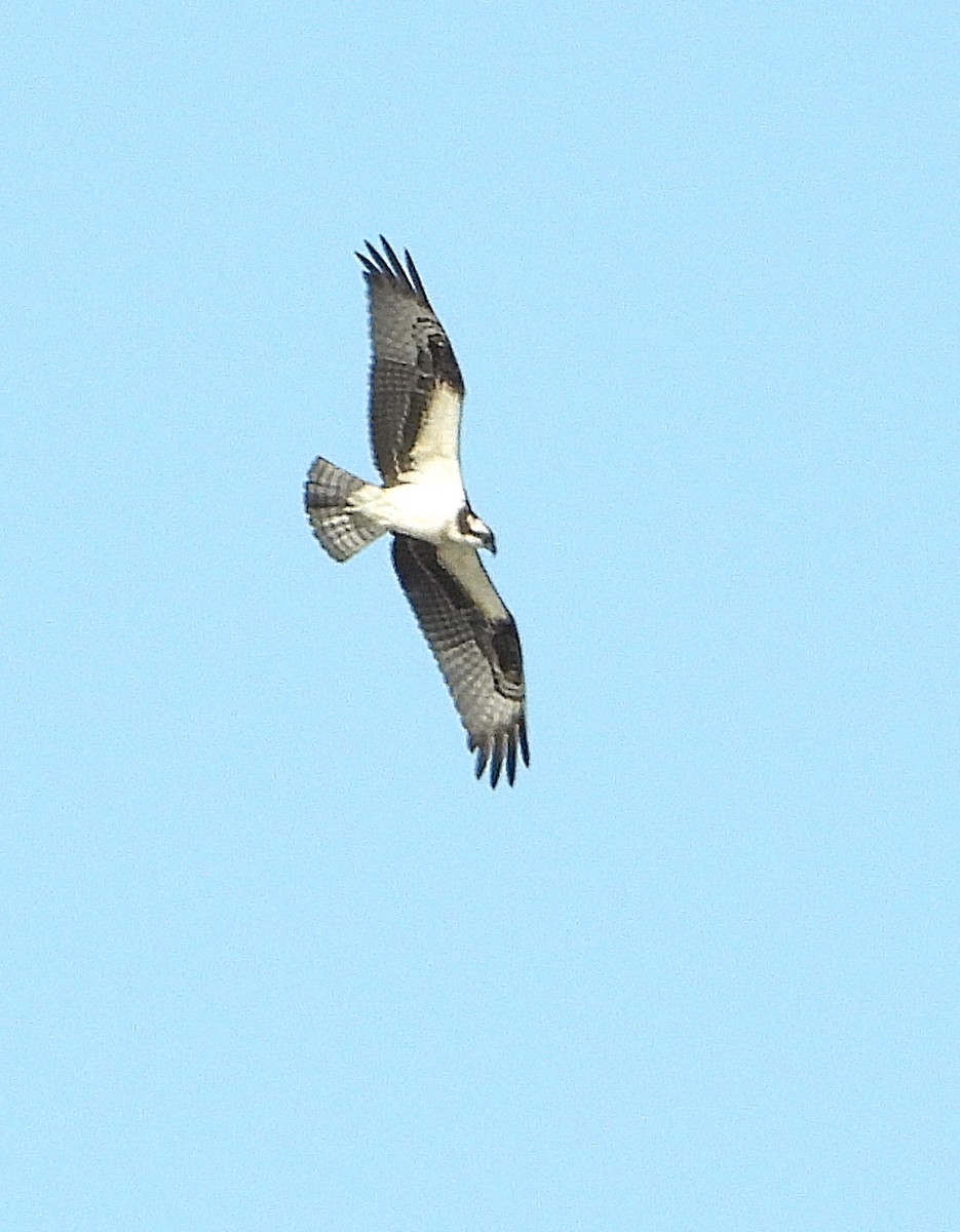 Osprey - ML644717129