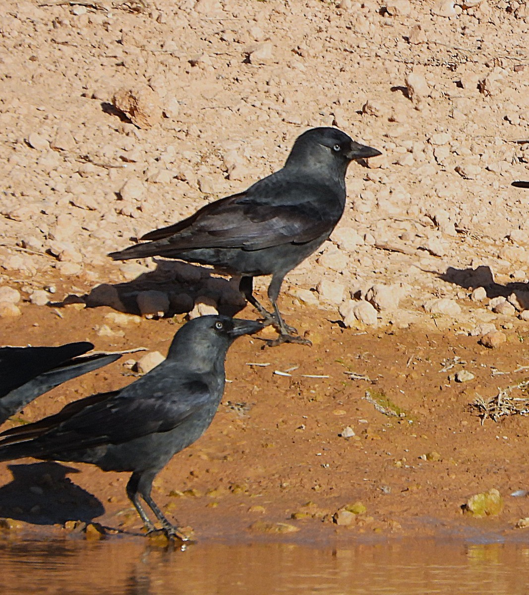 Eurasian Jackdaw - ML644717132