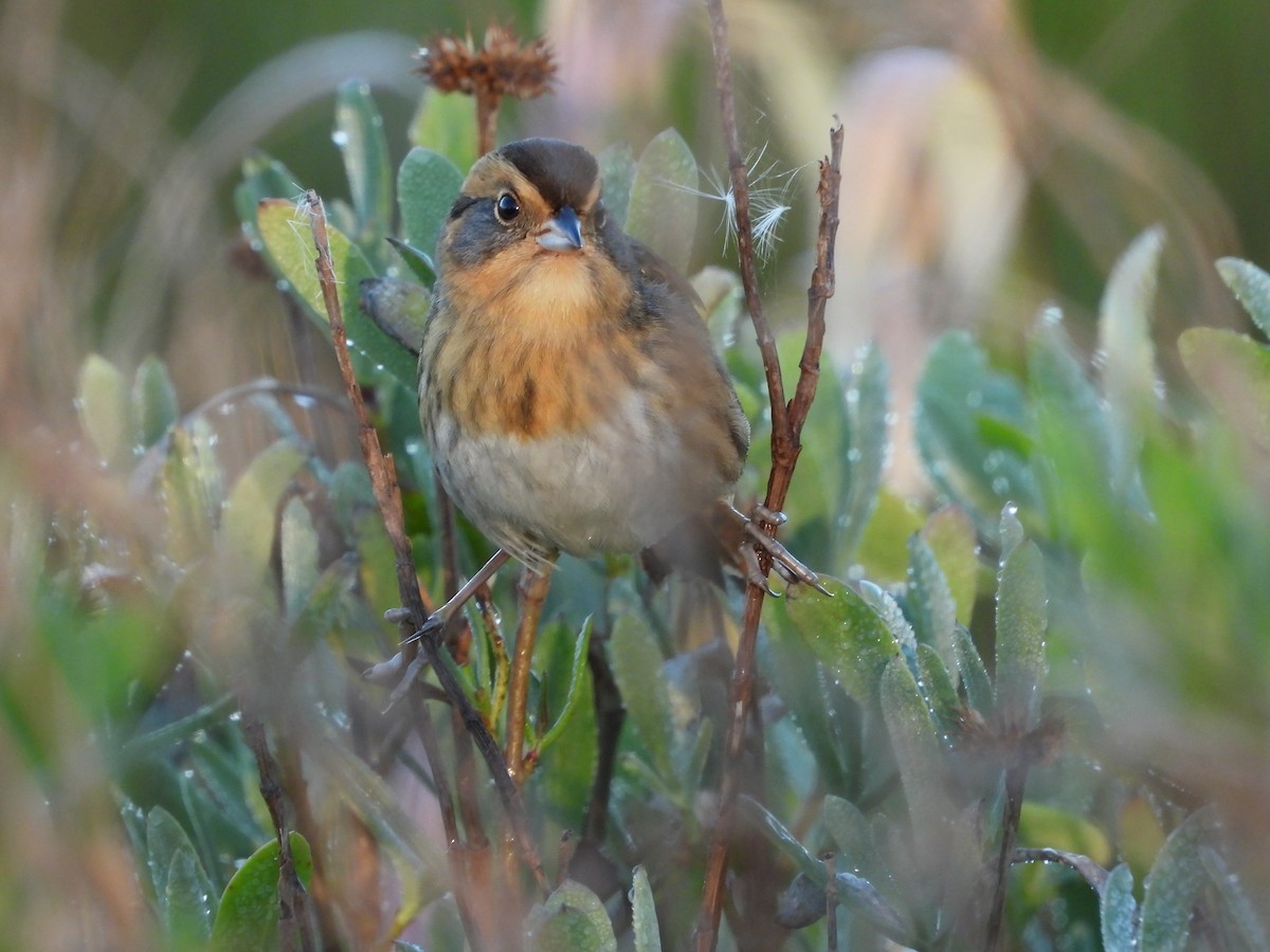 Nelson's Sparrow - ML644717138