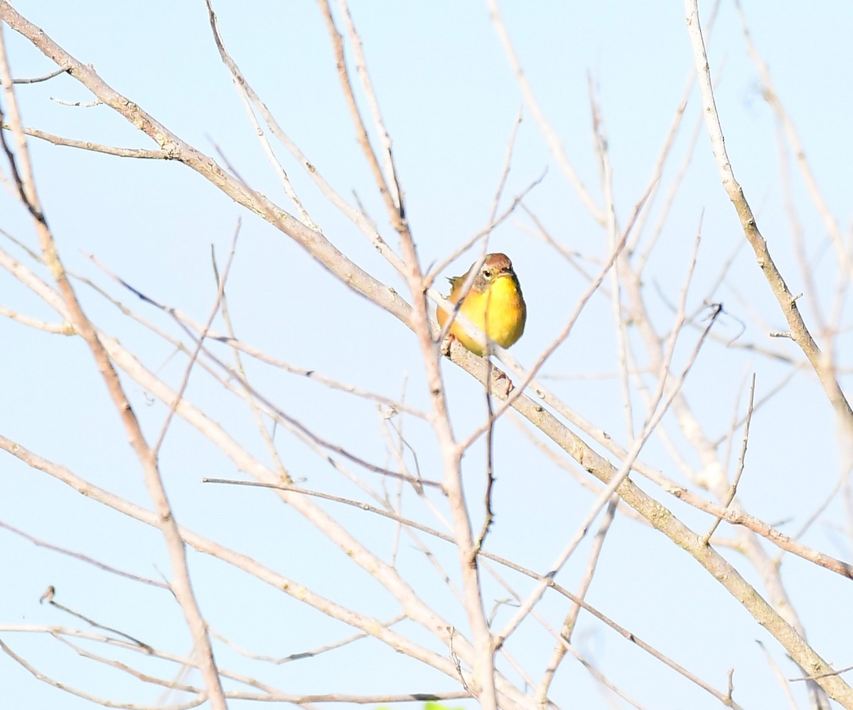 Common Yellowthroat - ML644717142