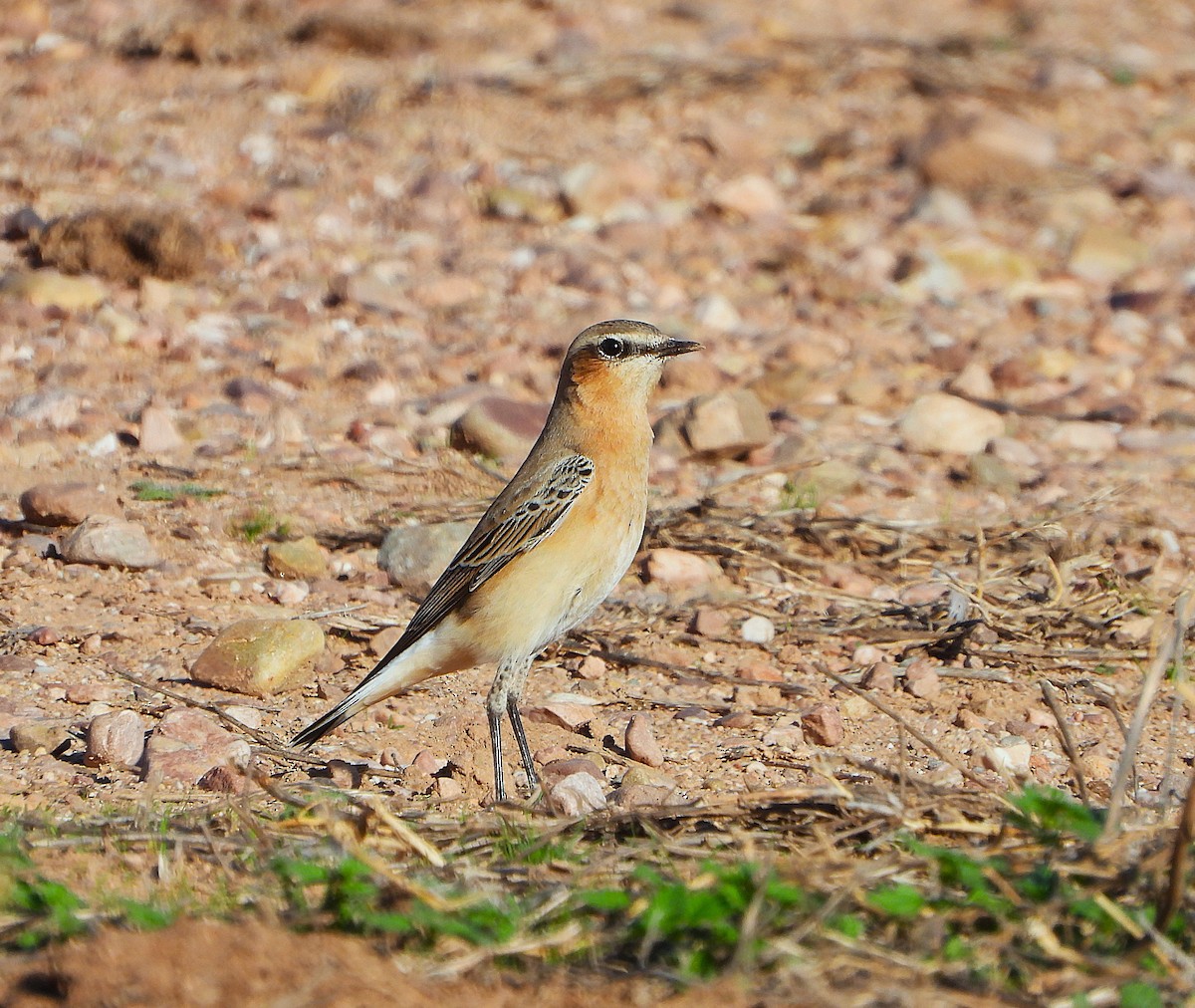 ハシグロヒタキ - ML644717145