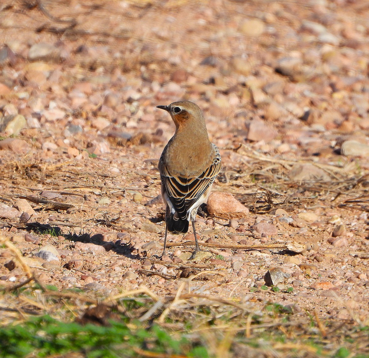 ハシグロヒタキ - ML644717146