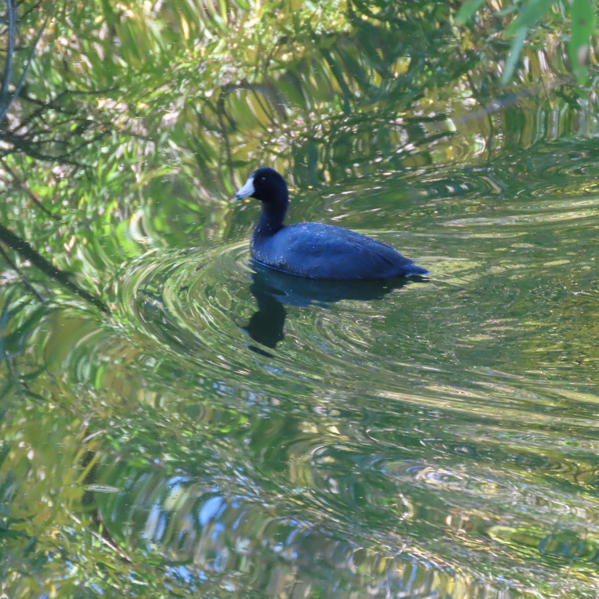 Лиска американська - ML644717148