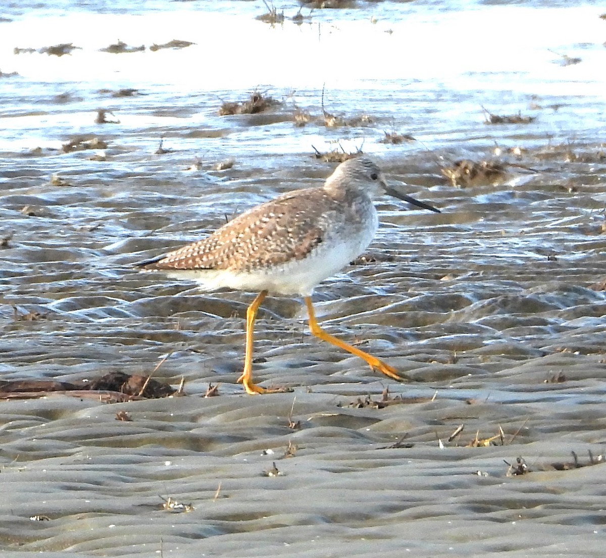 Tüpfelgelbschenkel - ML644717149