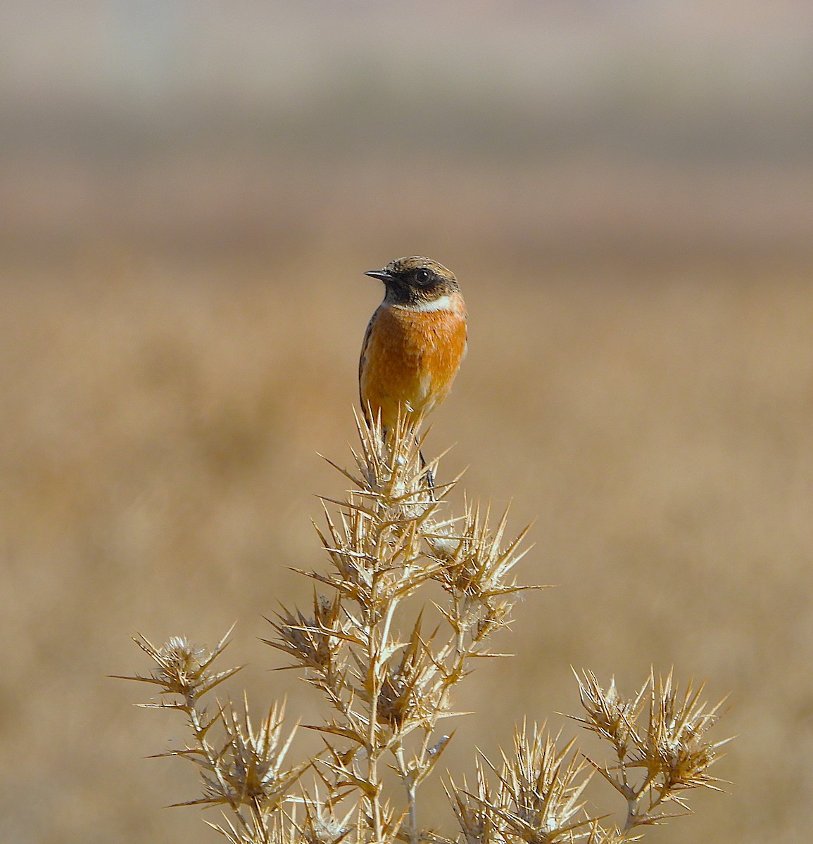 Taşkuşu - ML644717166