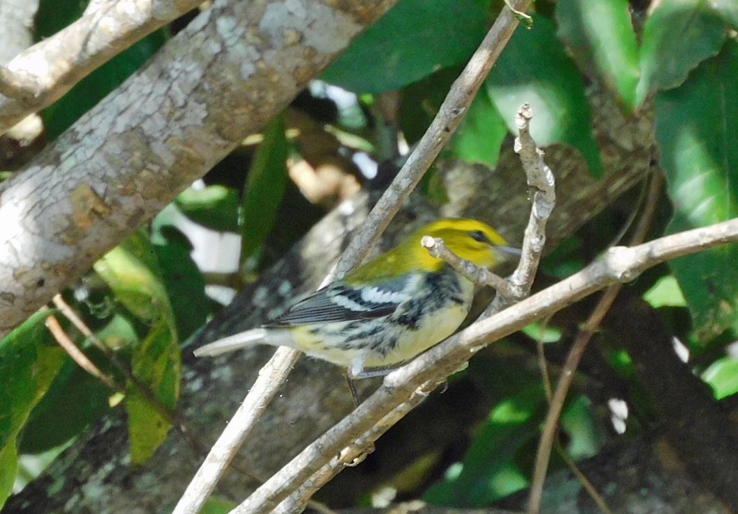 Black-throated Green Warbler - ML644717169