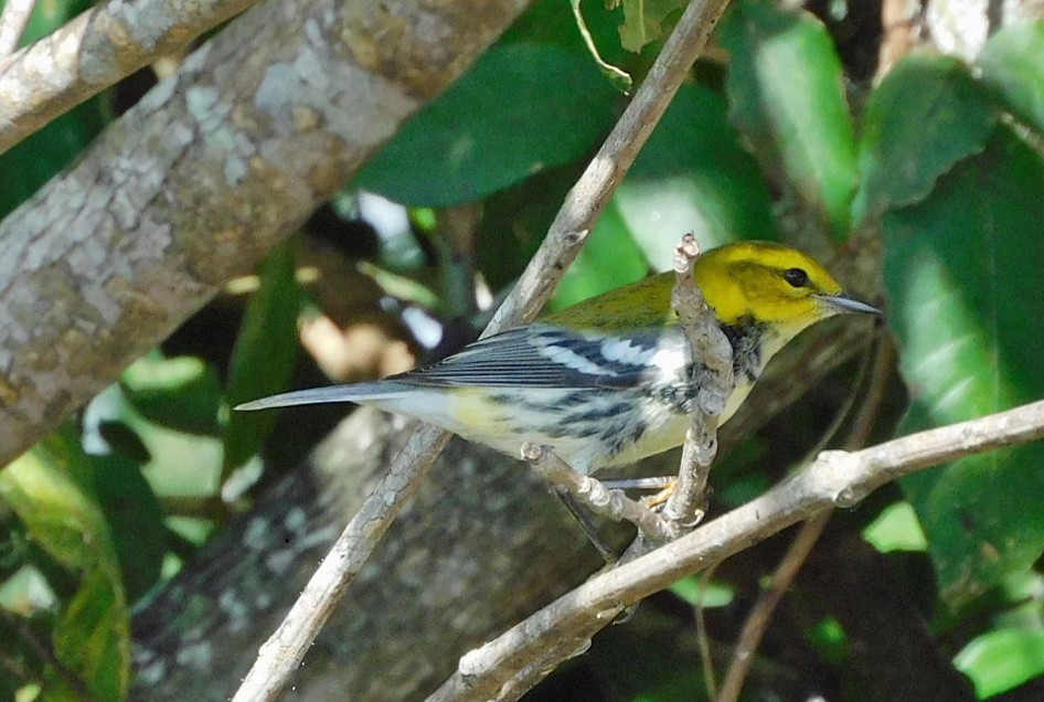Black-throated Green Warbler - ML644717170