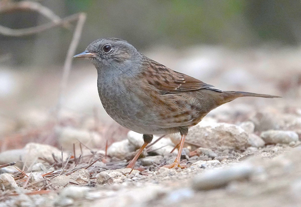סתרי מצוי - ML644717184