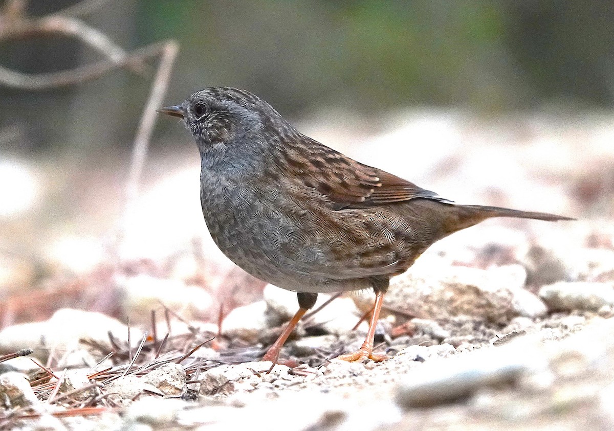 סתרי מצוי - ML644717185
