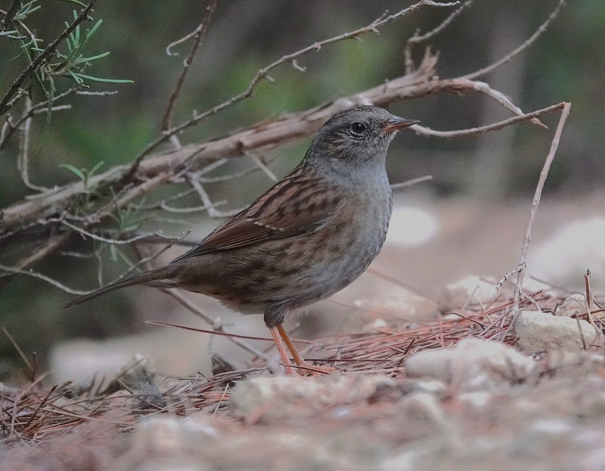 סתרי מצוי - ML644717186