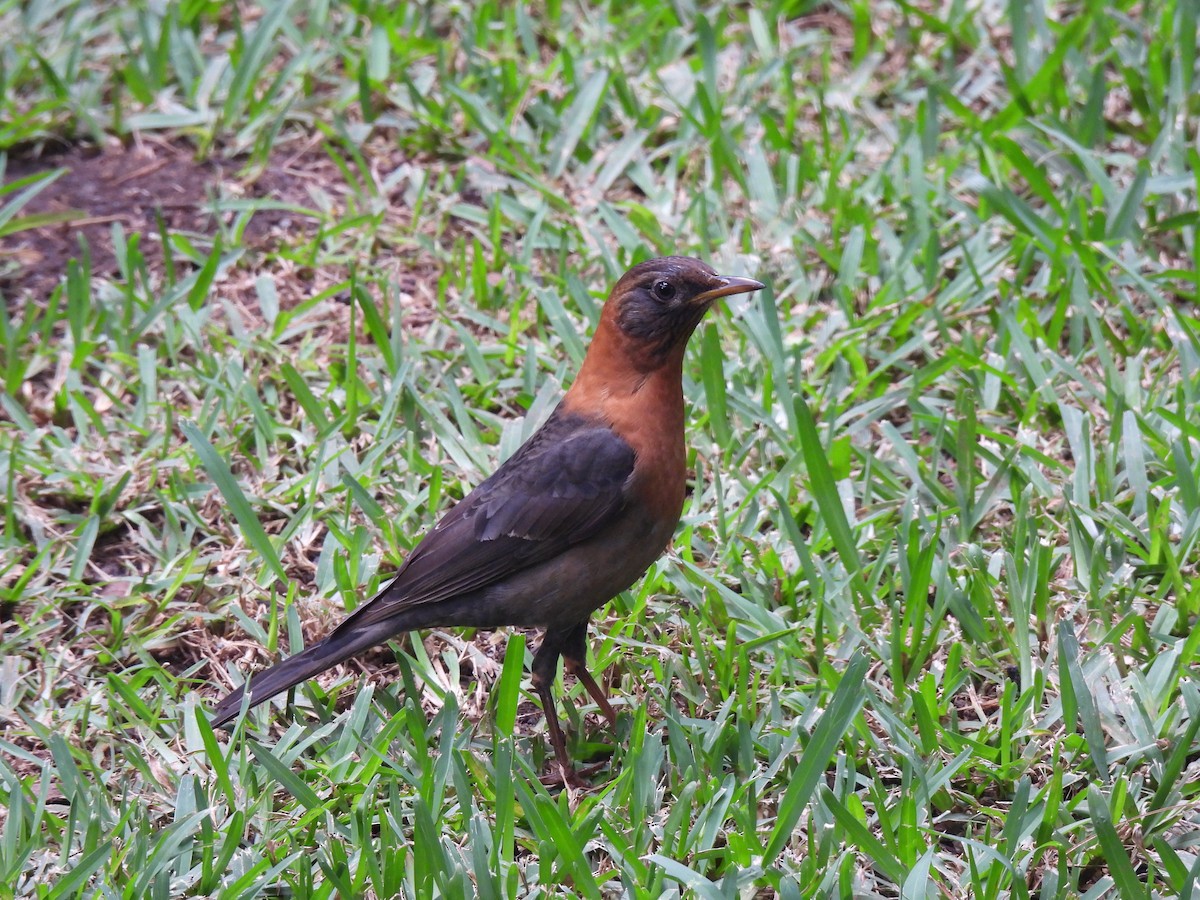 Rotnackendrossel - ML644717192