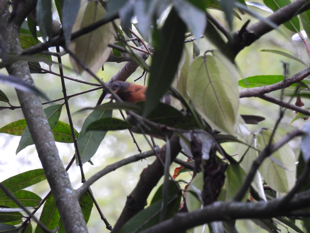 Rotnackendrossel - ML644717195