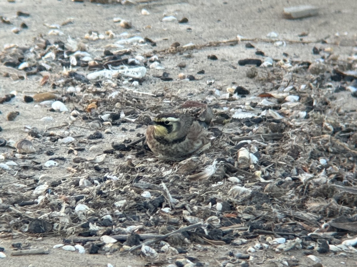 Жайворонок рогатий - ML644717199