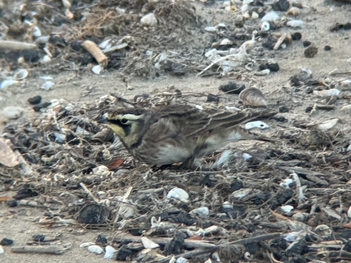 Жайворонок рогатий - ML644717200