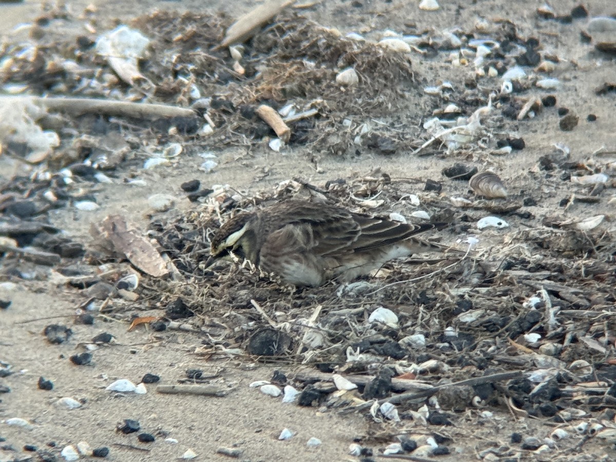 Жайворонок рогатий - ML644717201