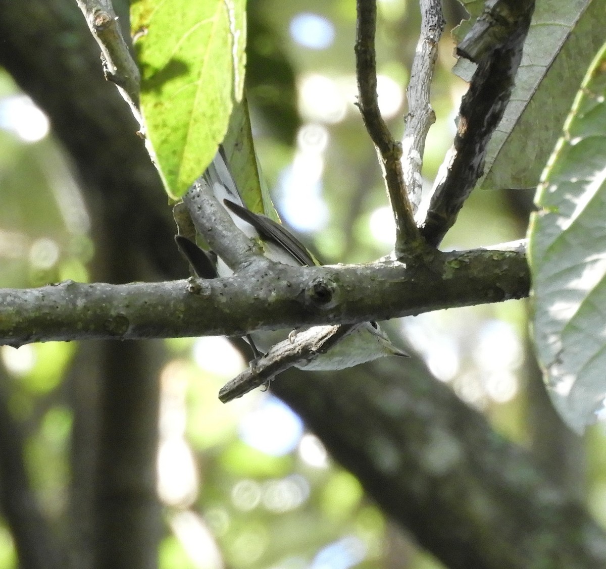 Chestnut-sided Warbler - ML644717208
