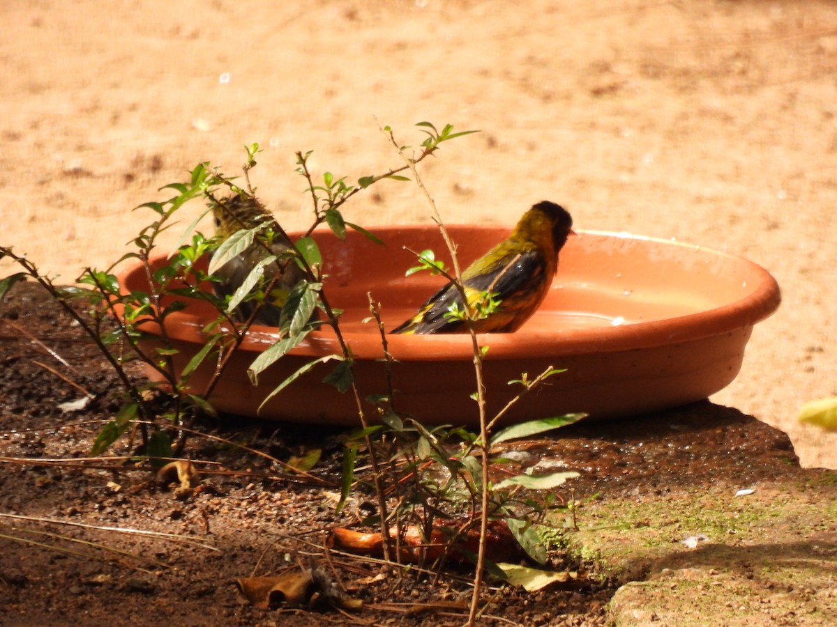 Black-headed Siskin - ML644717209