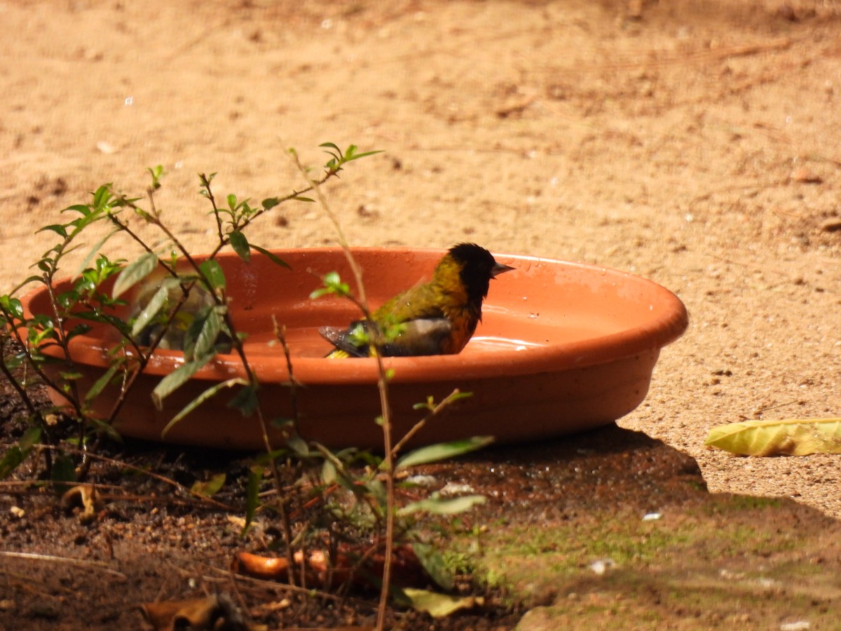 Black-headed Siskin - ML644717210