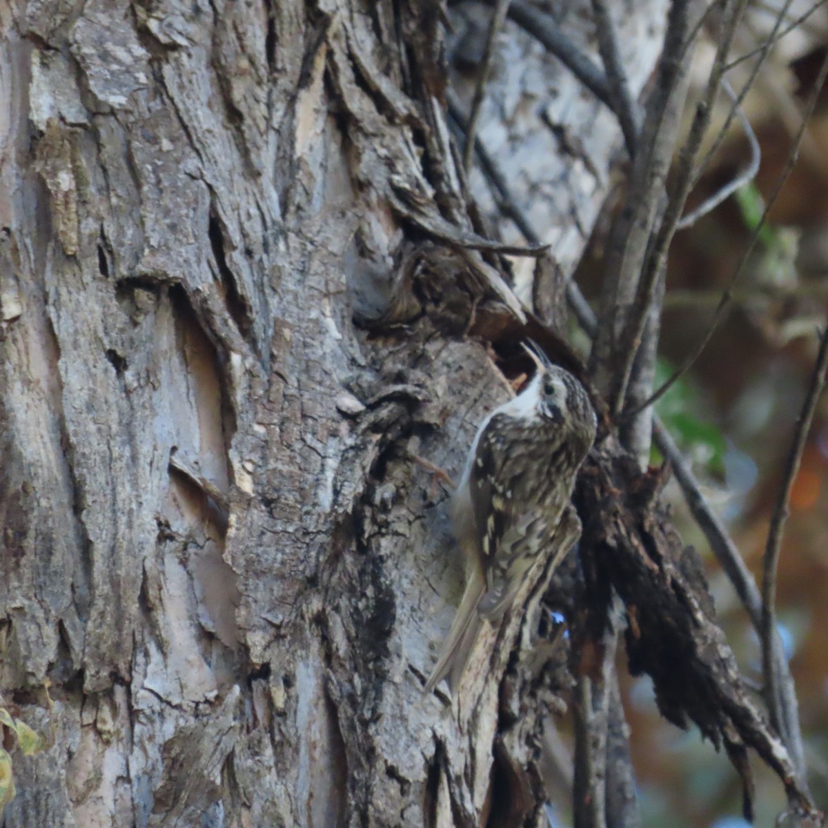 Brown Creeper - ML644717212