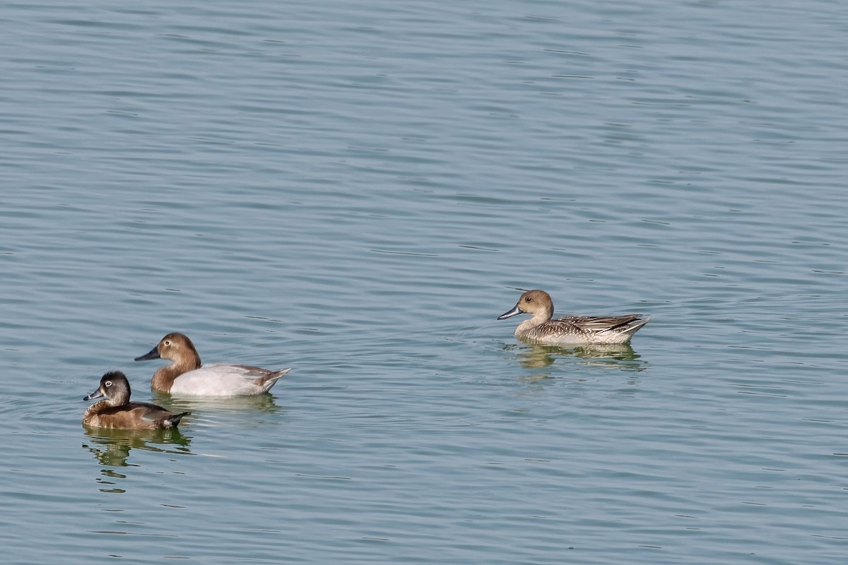 Northern Pintail - ML644717219