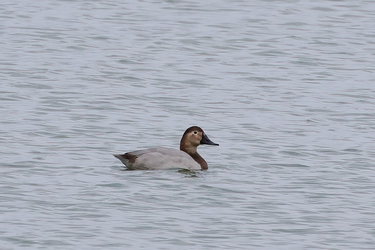 Canvasback - ML644717220