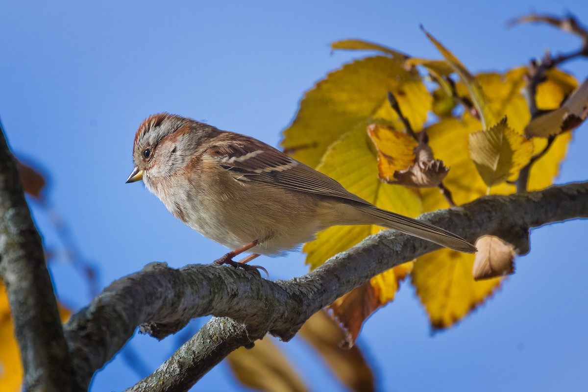 American Tree Sparrow - ML644717231