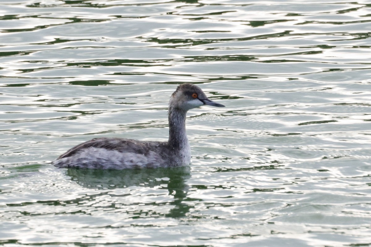 Eared Grebe - ML644717235