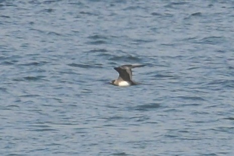 Págalo Rabero - ML644717238