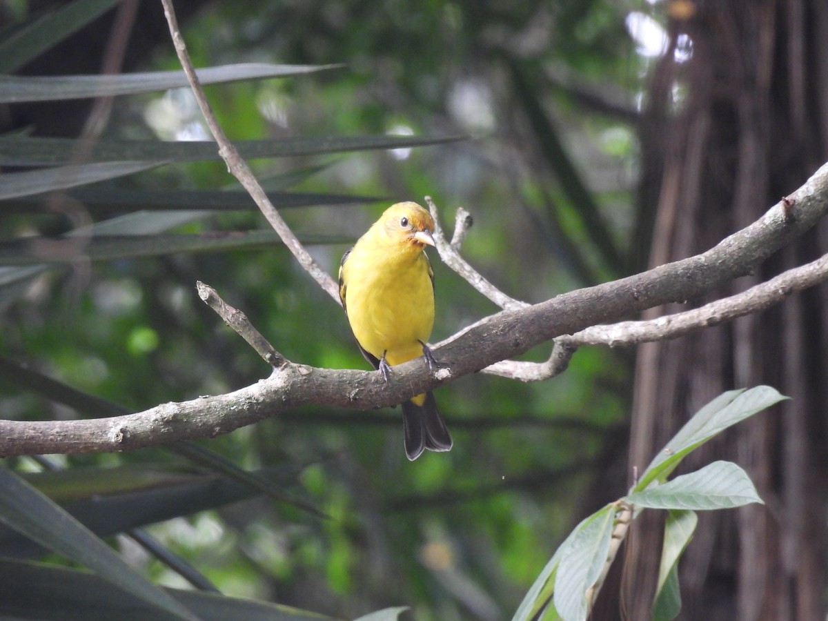 Western Tanager - ML644717239