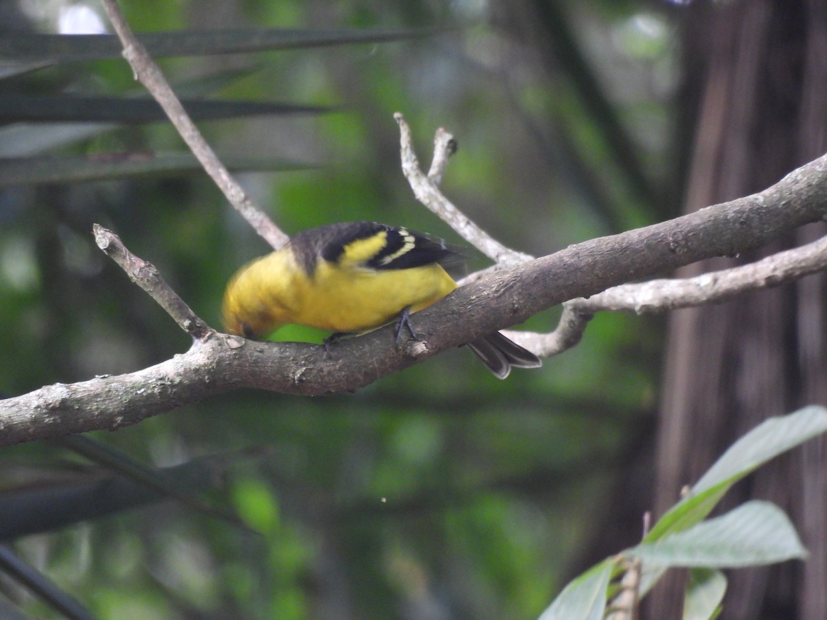 Western Tanager - ML644717240