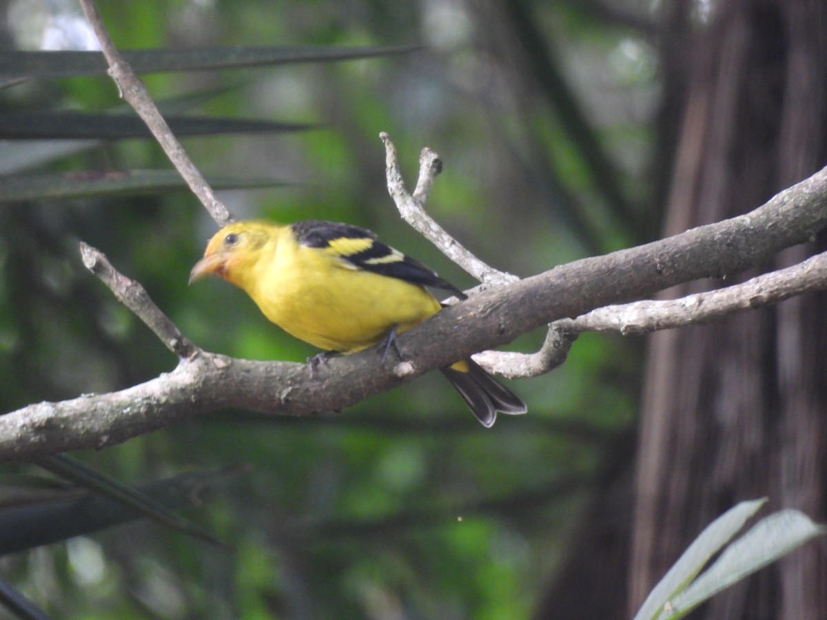 Western Tanager - ML644717241