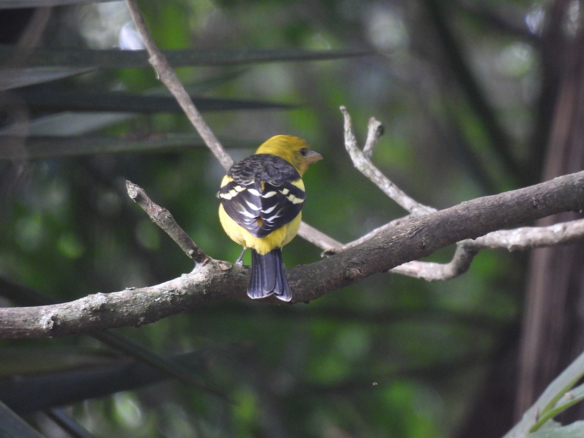 Western Tanager - ML644717242