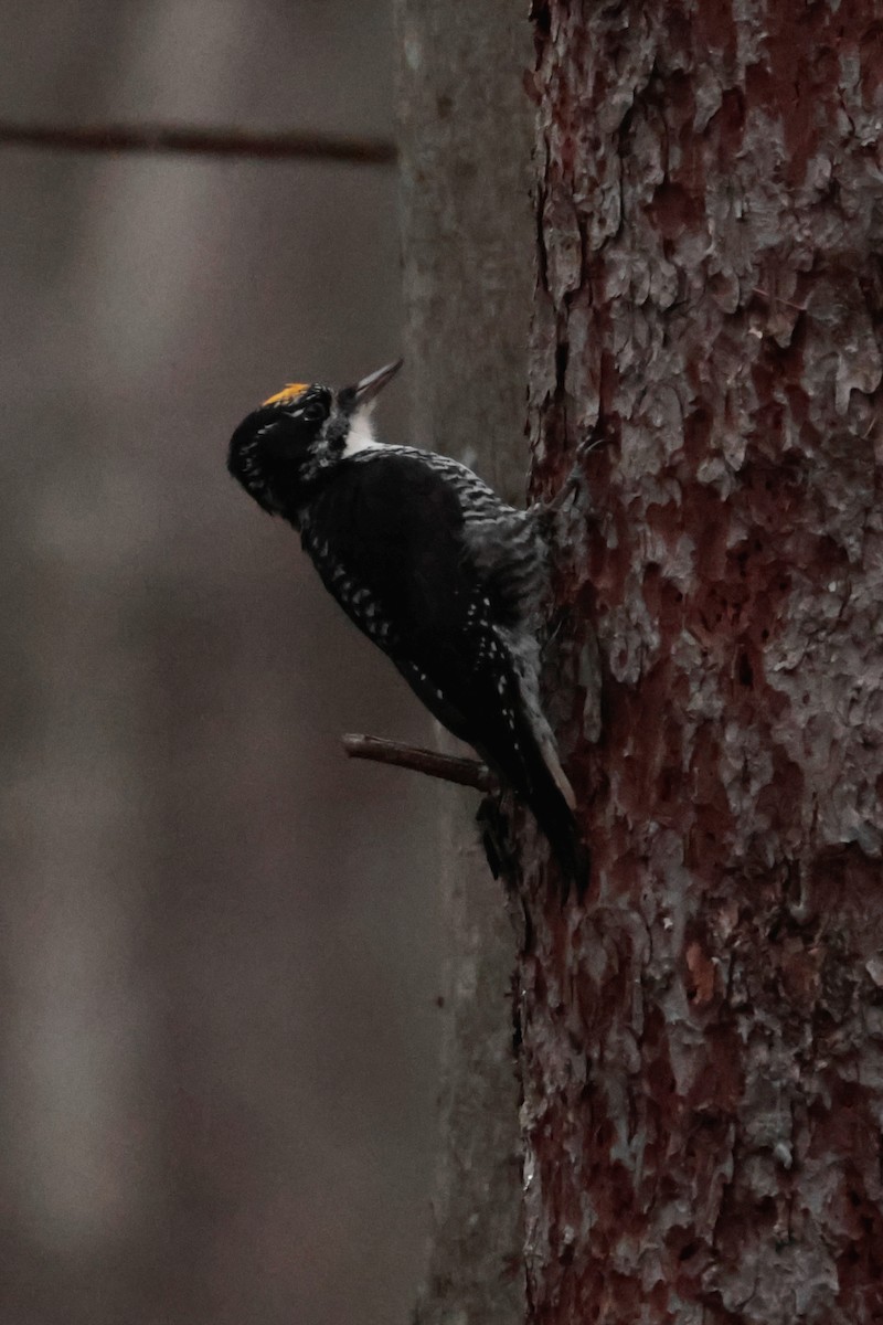 datlík smrkový - ML644717249