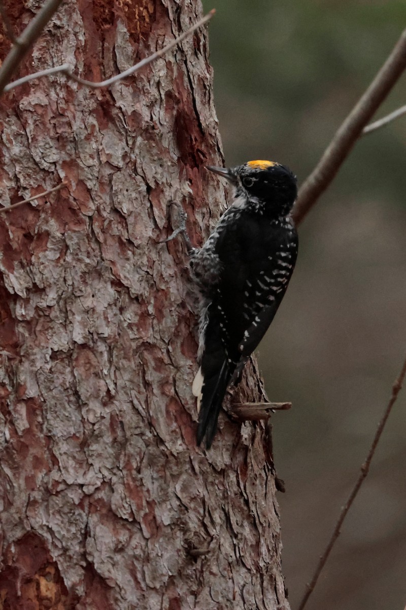 datlík smrkový - ML644717250